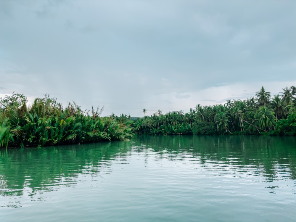 a body of water surrounded by trees and bushes