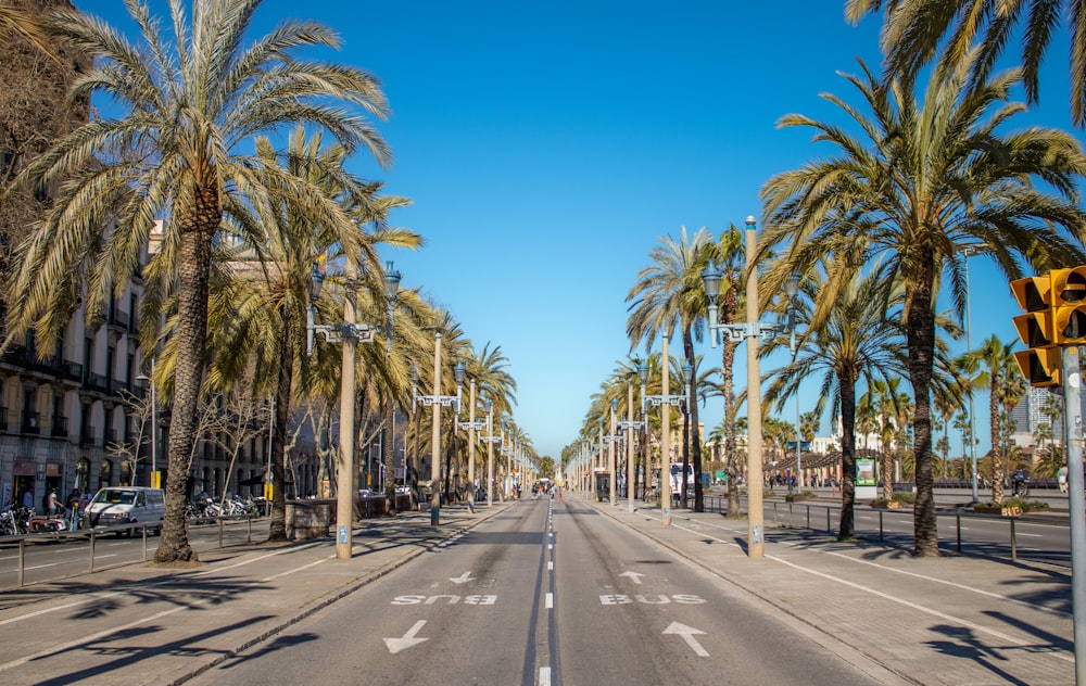 a street lined with palm trees next to a traffic light