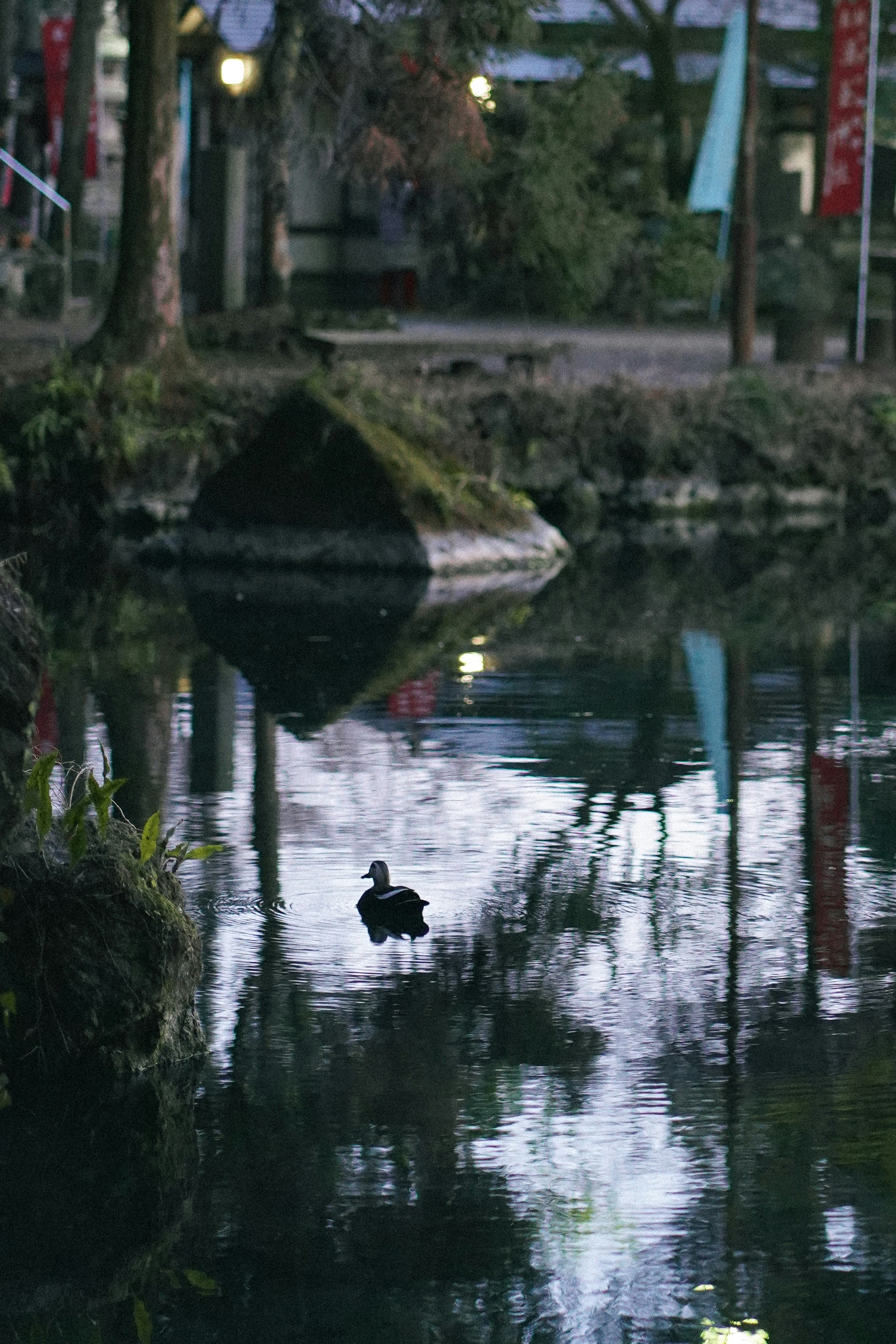 Un pato flotando sobre un cuerpo de agua