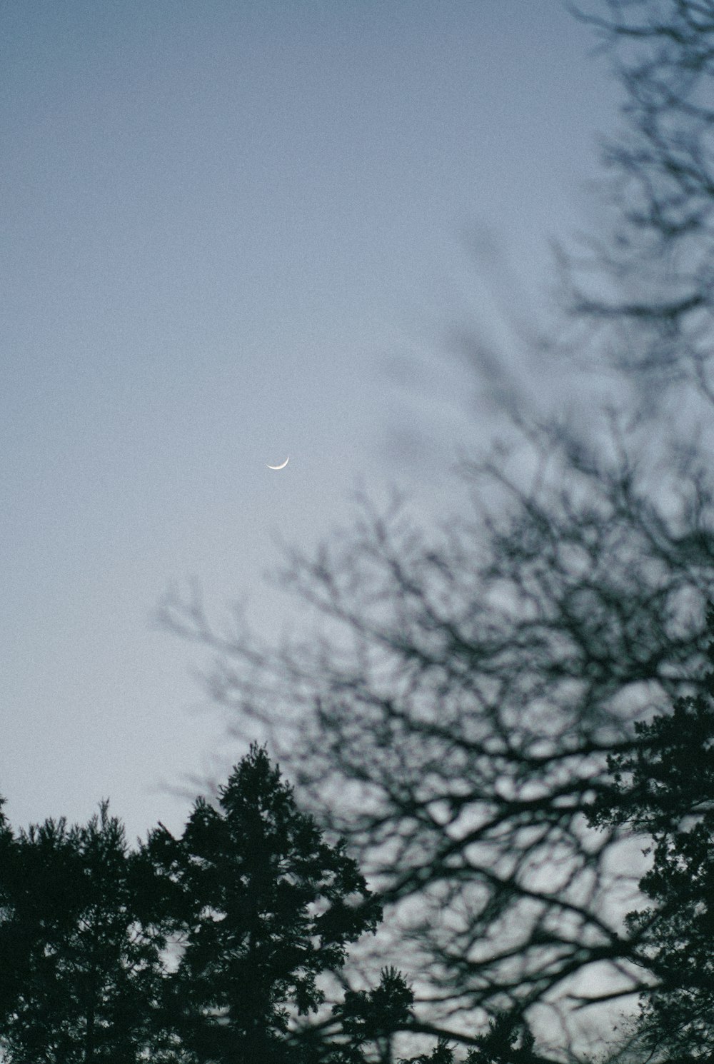 the moon is seen through the branches of a tree