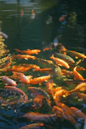 A vibrant website homepage focused on koi fish health.