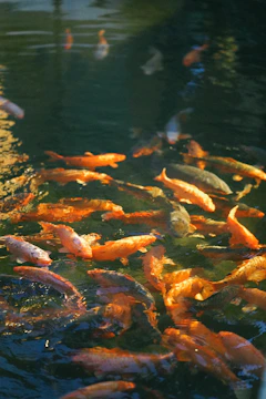 A vibrant website homepage focused on koi fish health.