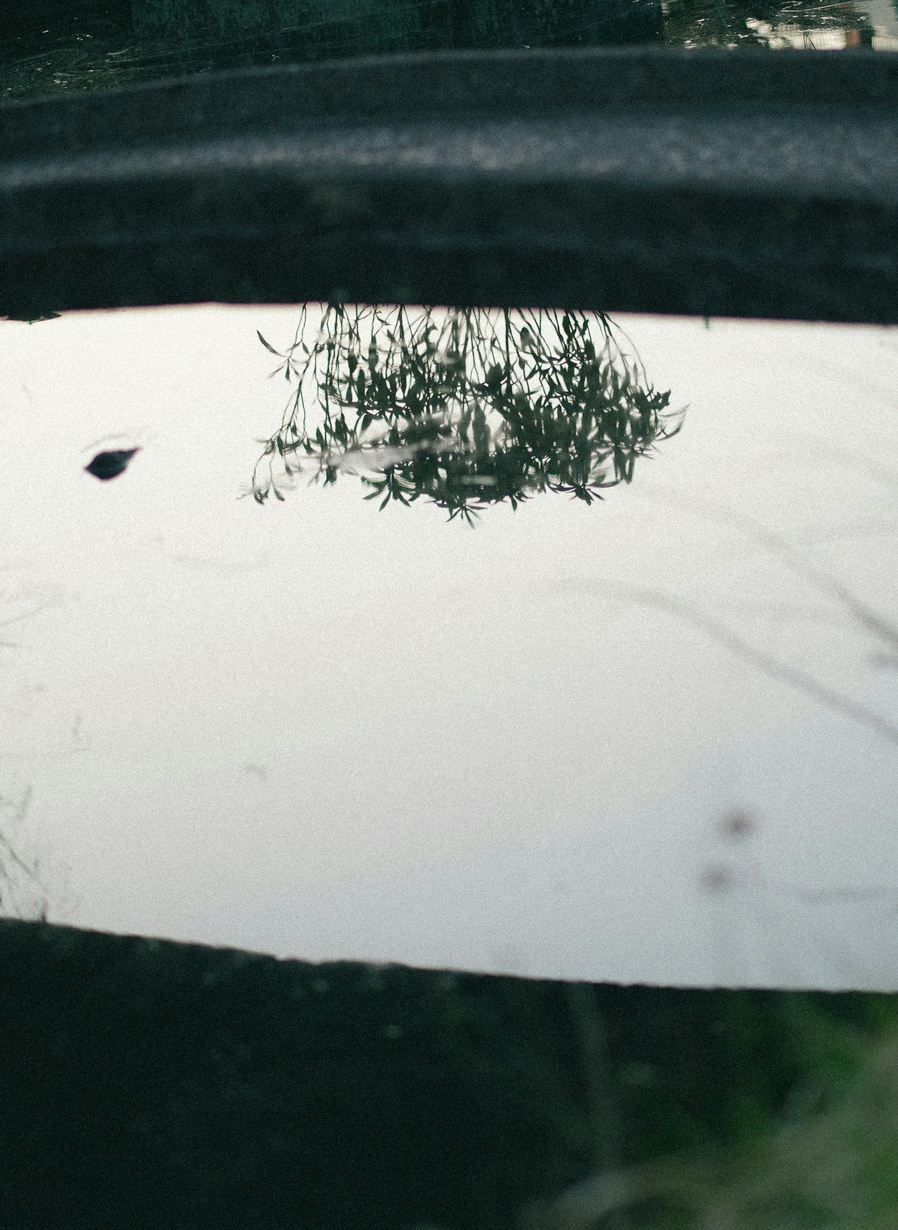 a reflection of a tree in a puddle of water