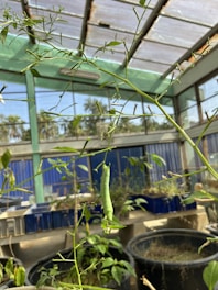 A green caterpillar hangs from a delicate, leafy plant stem inside a greenhouse. Sunlight filters through the glass roof, casting soft shadows. In the background, various other plants grow in pots, with blue paneling and foliage visible beyond the glass walls.