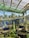 A green caterpillar hangs from a delicate, leafy plant stem inside a greenhouse. Sunlight filters through the glass roof, casting soft shadows. In the background, various other plants grow in pots, with blue paneling and foliage visible beyond the glass walls.