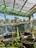 A green caterpillar hangs from a delicate, leafy plant stem inside a greenhouse. Sunlight filters through the glass roof, casting soft shadows. In the background, various other plants grow in pots, with blue paneling and foliage visible beyond the glass walls.