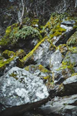Artistic detail of moss-covered rocks with delicate ferns growing in the shade.