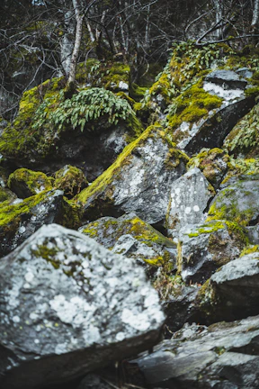 Artistic detail of moss-covered rocks with delicate ferns growing in the shade.