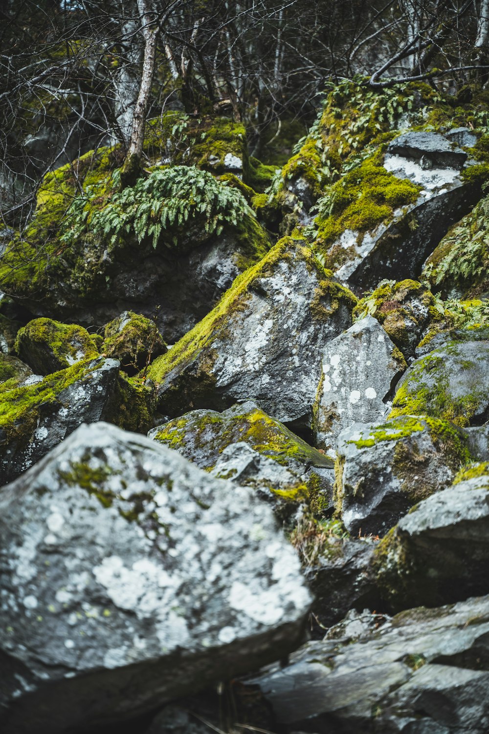 a bunch of rocks covered in green moss