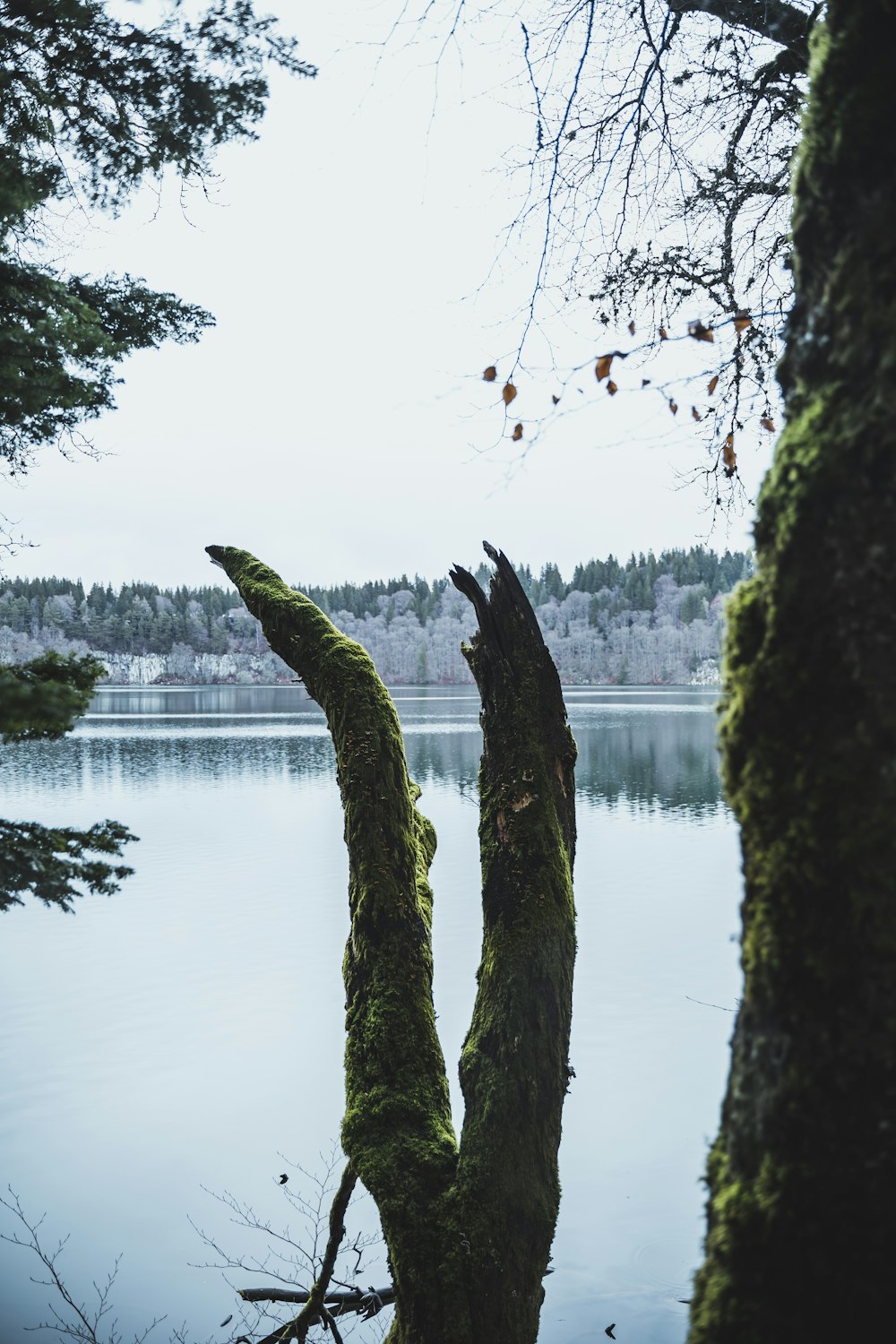 a tree that is standing in front of a body of water