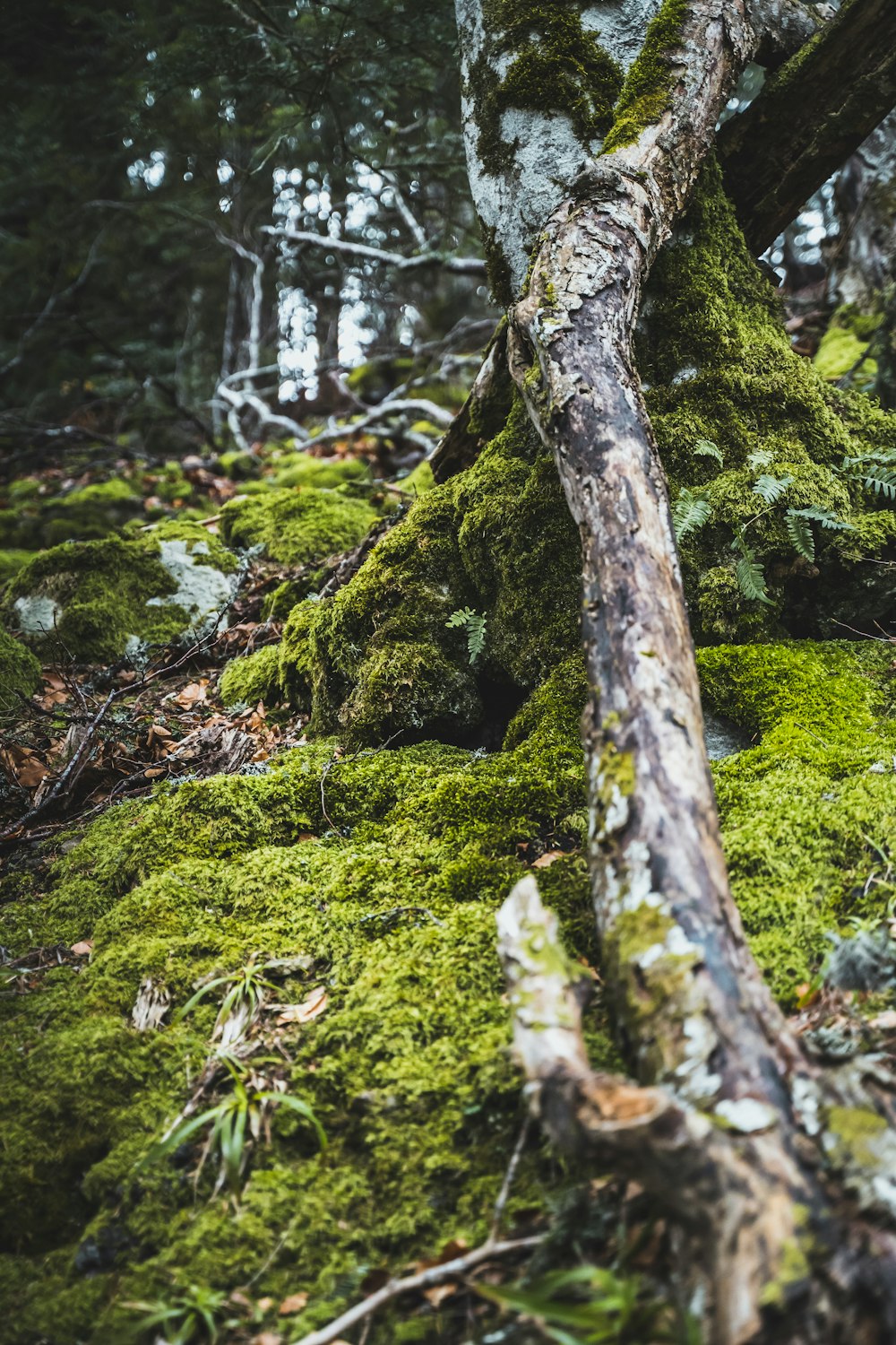 a moss covered tree trunk in the woods