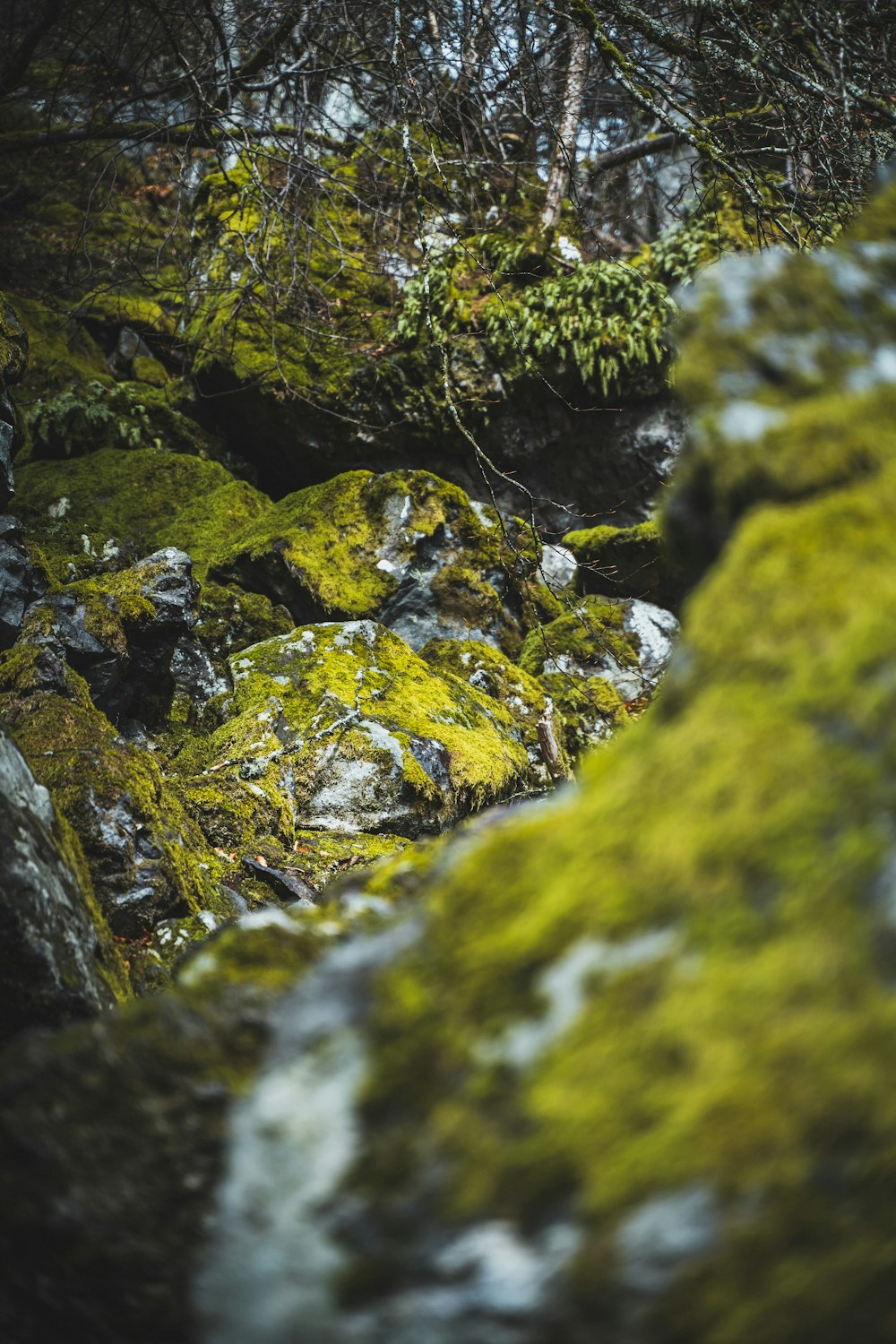 moss covered rocks and trees in the woods