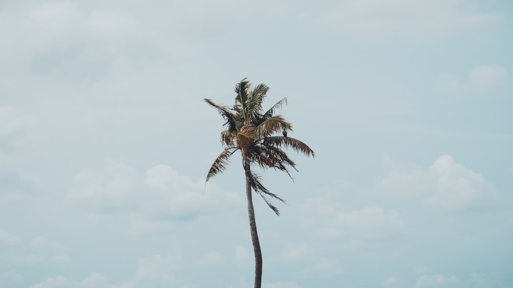 a palm tree is blowing in the wind