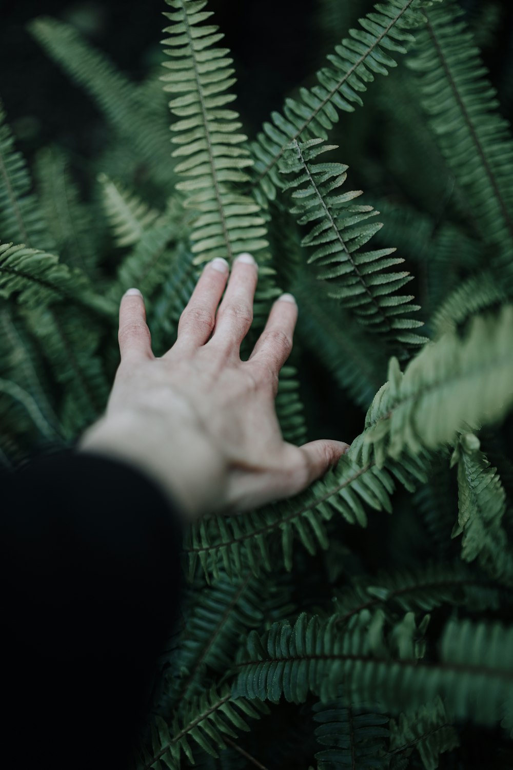 a person's hand reaching for a fern