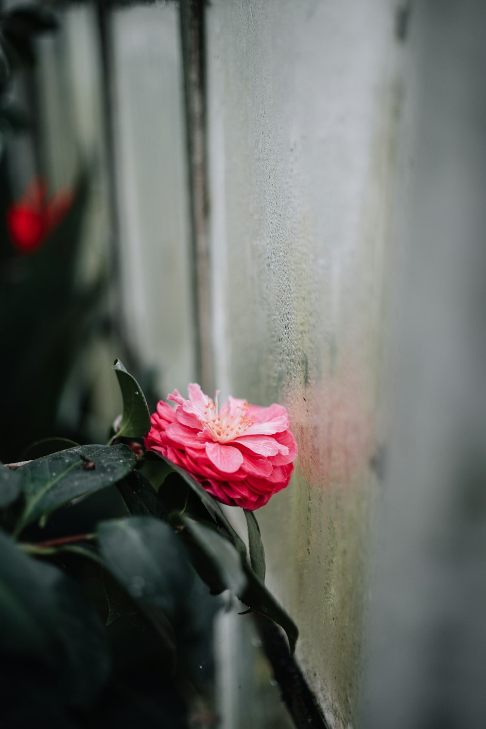 a pink flower sitting on top of a green plant