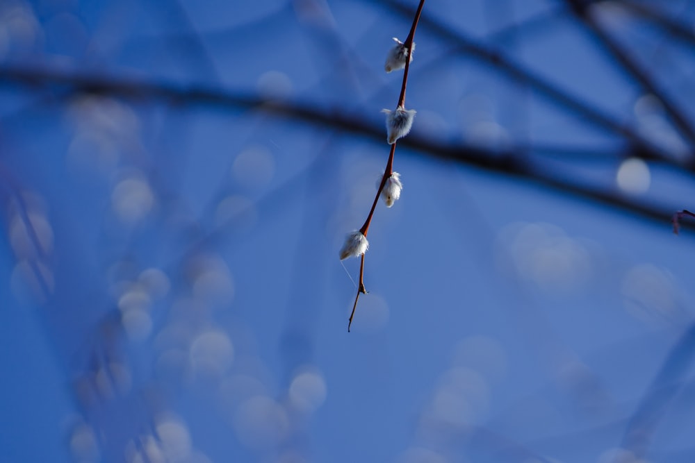 a tree branch with some white flowers on it