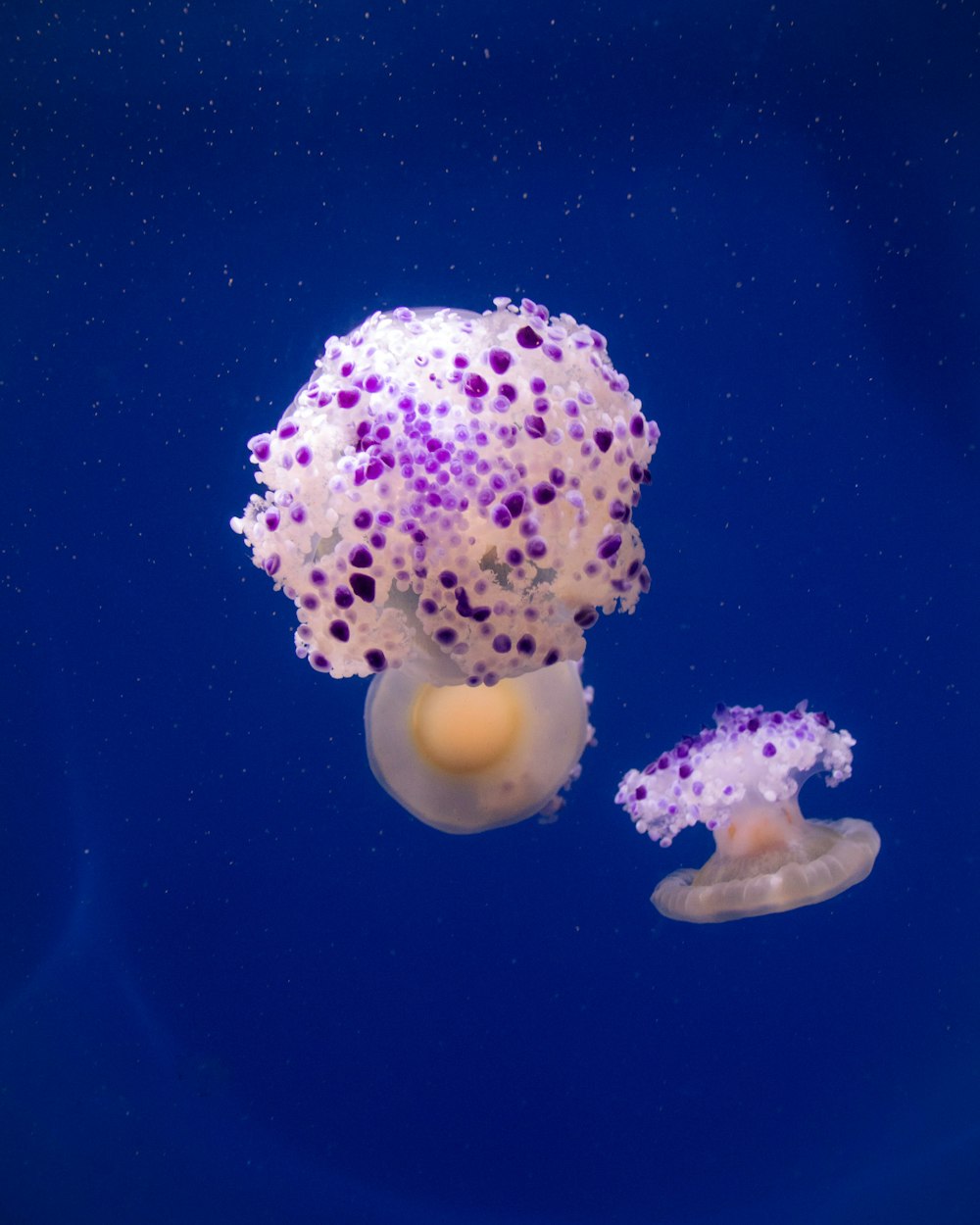 Un par de medusas moradas y blancas flotando en el agua