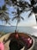 Smiling woman relaxing on a sunny beach porch overlooking tropical greenery.