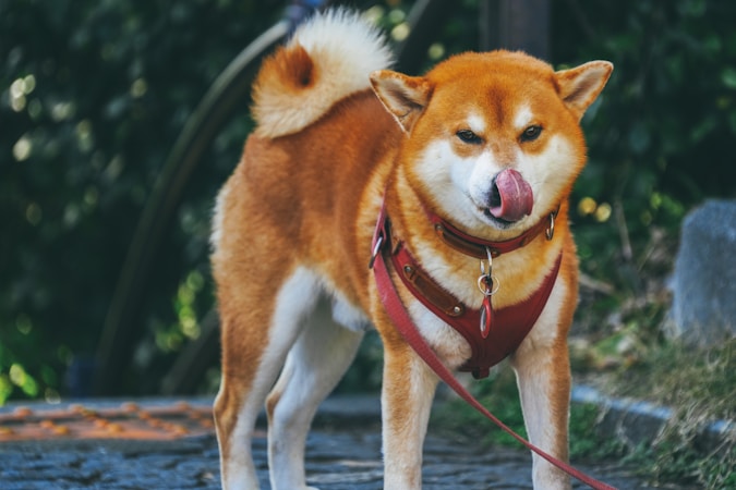 Akita