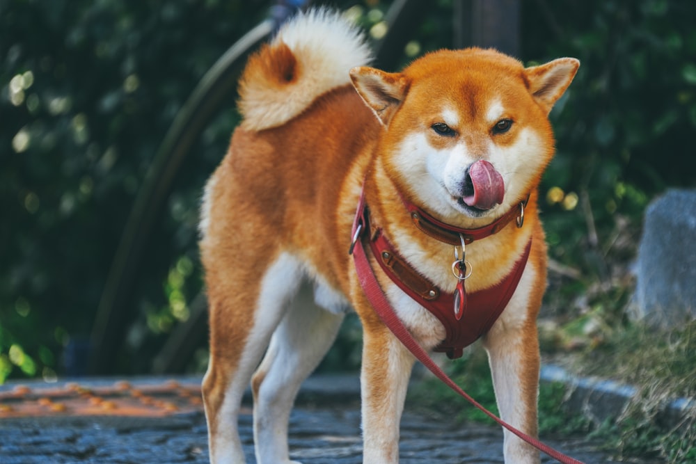 a dog with its tongue hanging out on a leash
