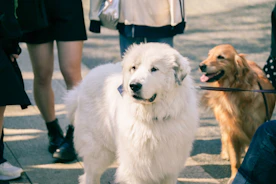 a group of dogs standing next to each other on a sidewalk