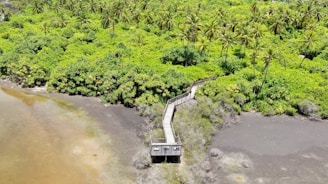 A lush tropical landscape with dense greenery and tall palm trees. A wooden boardwalk leads through the vegetation towards a small observation platform. The area around the platform appears to be a mixture of marshy ground and sparse vegetation. The scene conveys a remote, natural environment with no visible human presence.