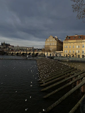 A riverfront scene featuring a row of structures extending into the water, with numerous birds perched on them. Elegant historic buildings are visible on the right, with a bridge and distant architecture in the background under a cloudy sky.