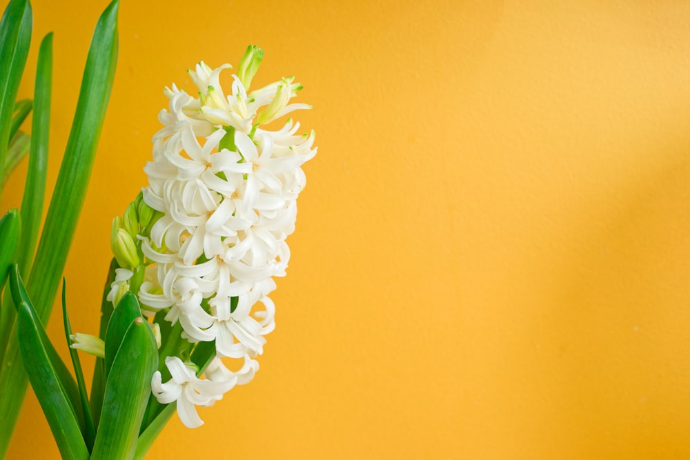 a close up of a vase with flowers on a table