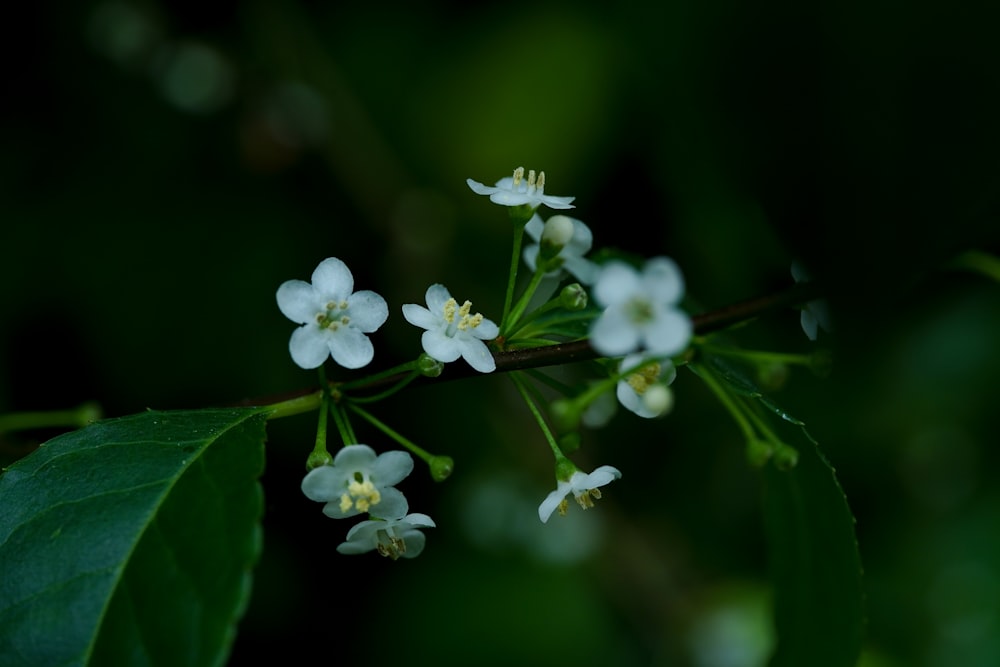 a close up of some white flowers on a branch