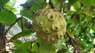 A tropical fruit with a rough, spiky exterior is hanging from a branch surrounded by lush green leaves. The fruit appears to be ripening, and sunlight filters through the leaves, creating a natural, serene atmosphere.