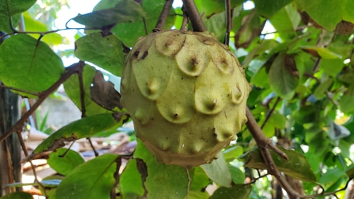 A tropical fruit with a rough, spiky exterior is hanging from a branch surrounded by lush green leaves. The fruit appears to be ripening, and sunlight filters through the leaves, creating a natural, serene atmosphere.