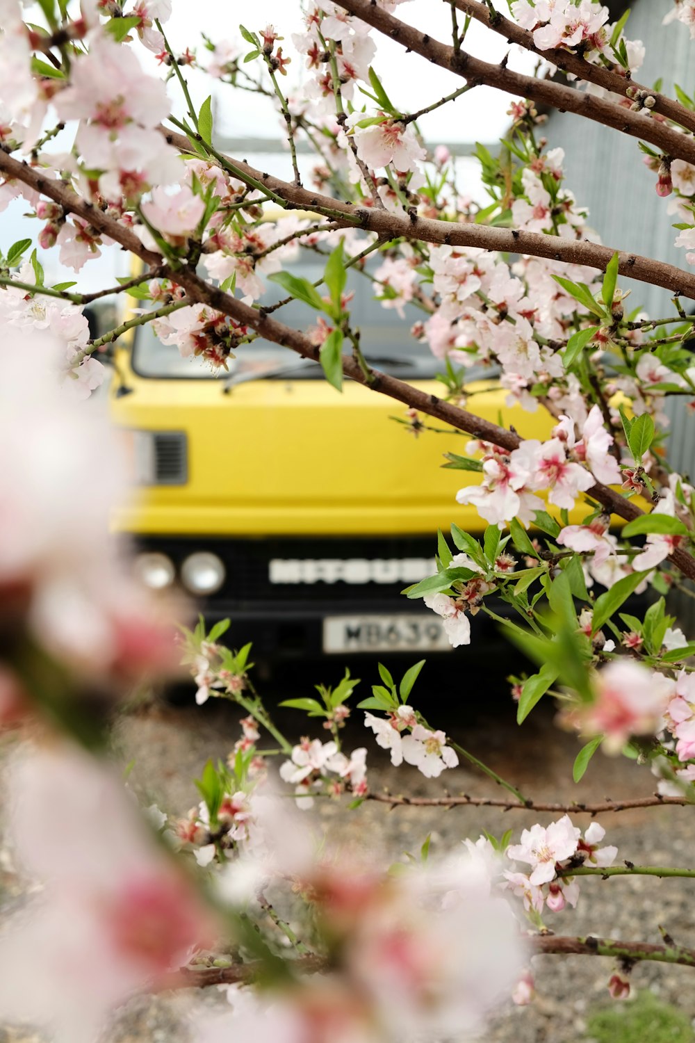 a yellow truck parked in front of a tree with pink flowers