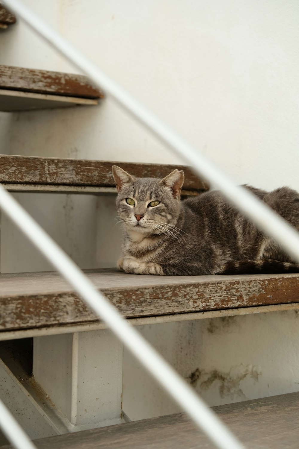 a cat is sitting on a set of stairs