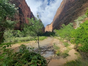 A serene canyon landscape featuring tall, rugged cliffs on either side. The area is rich with greenery including various shrubs and trees, enveloping a dry creek bed running through the center. Shadows play on the canyon walls, suggesting the presence of passing clouds.