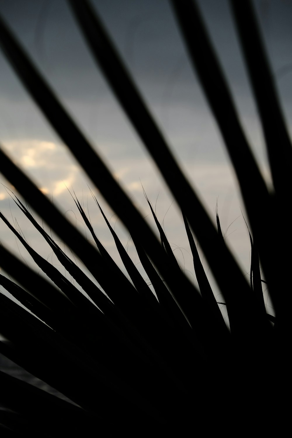 a black and white photo of a palm tree