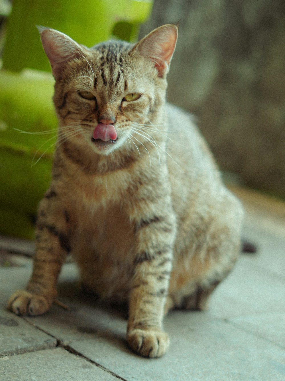 a cat sitting on the ground with its tongue out