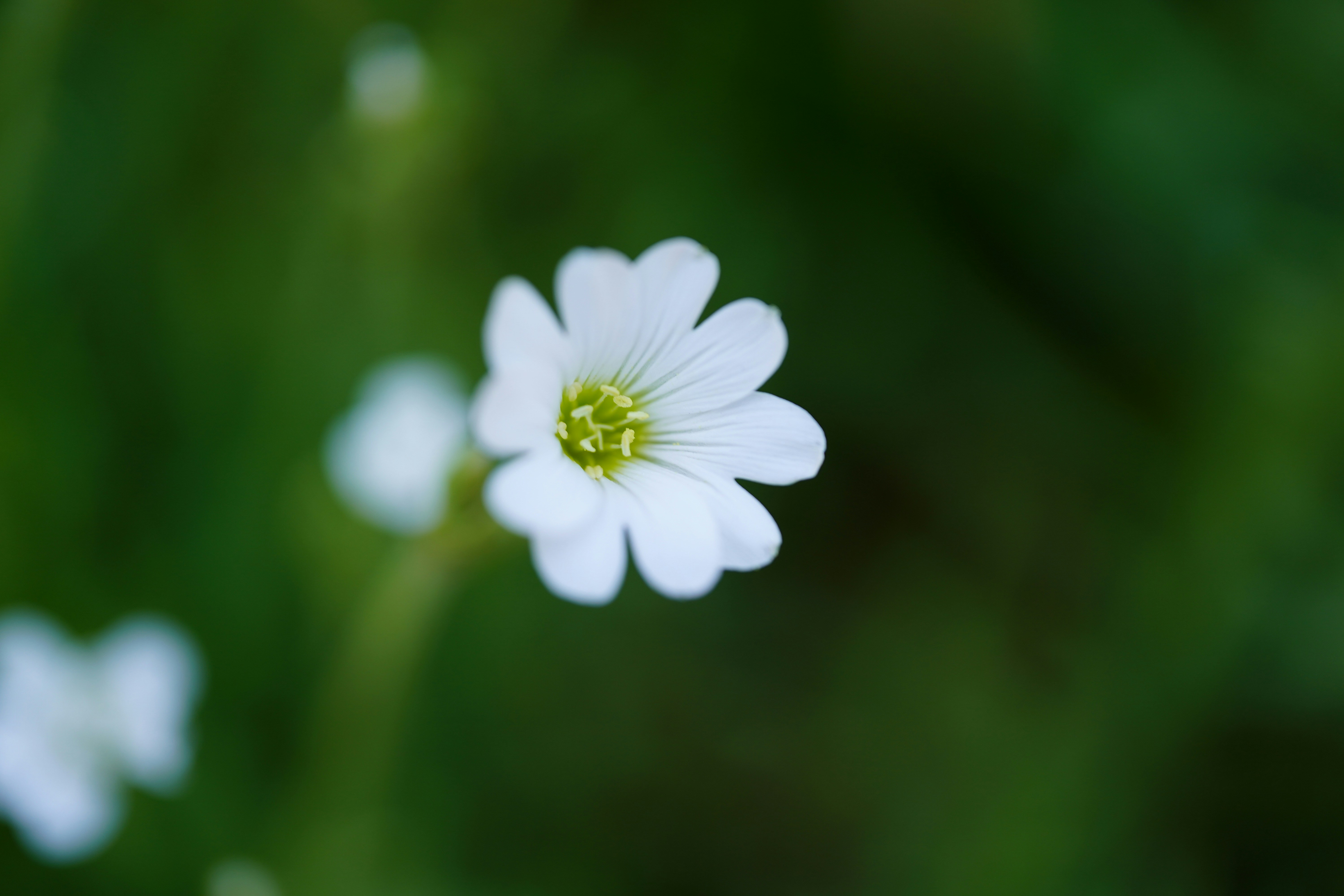 Photo by ryojimorikawa