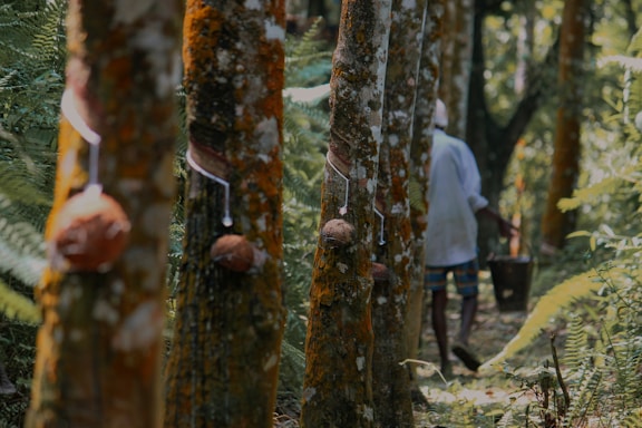 rubber tree