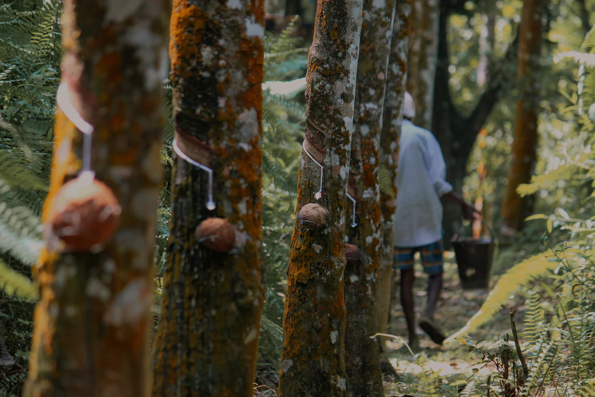 Rubber Farming India — Kerala Tapping Latex Industrial Plantation Encyclopedia