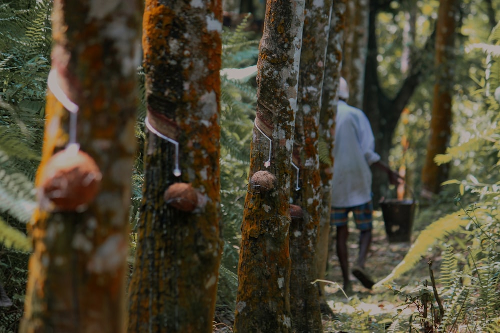 a couple of people walking through a forest