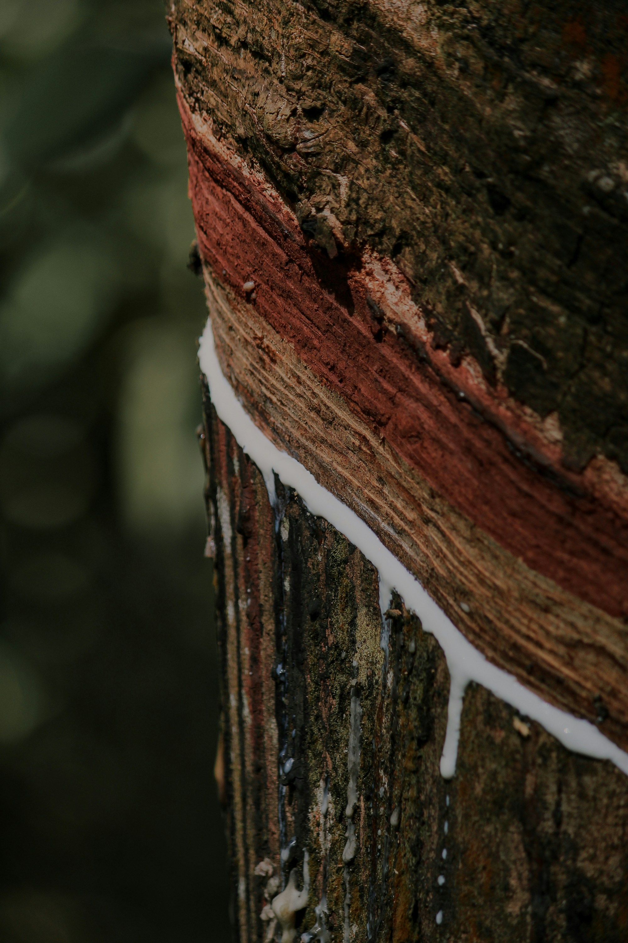 a close up of the bark of a tree