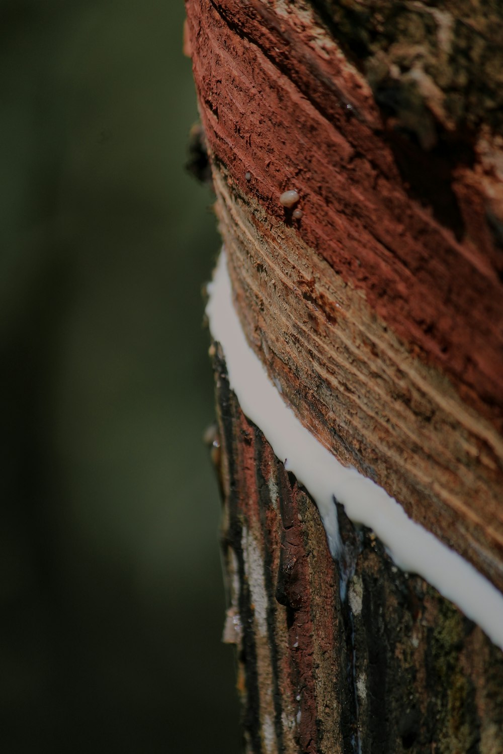 a close up of a tree trunk with snow on it