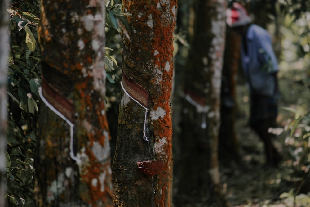 a man walking through a forest with lots of trees