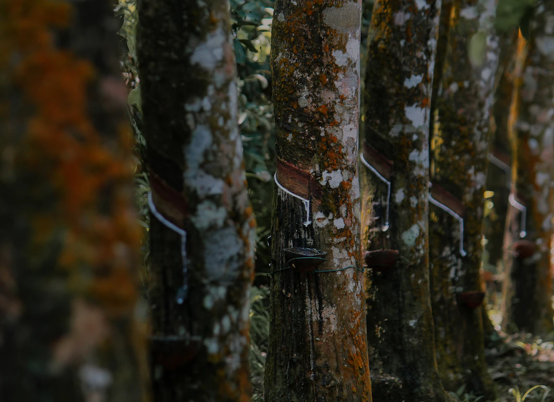 Rubber trees being tapped for latex on a plantation in Sri Lanka.