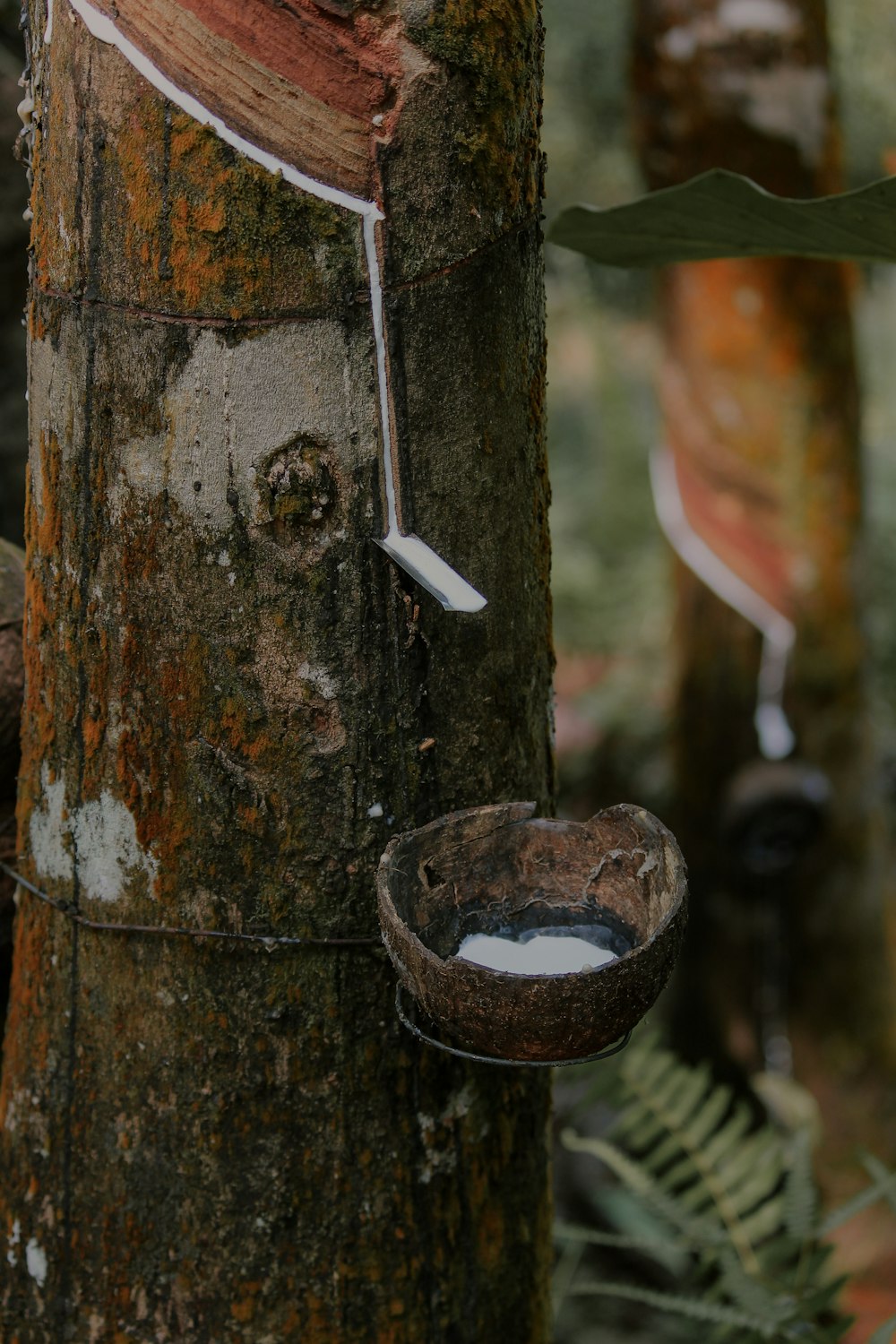 a tree with a bucket hanging from it's trunk