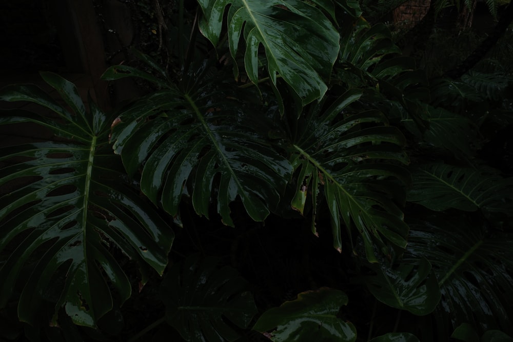 a green leafy plant in the dark