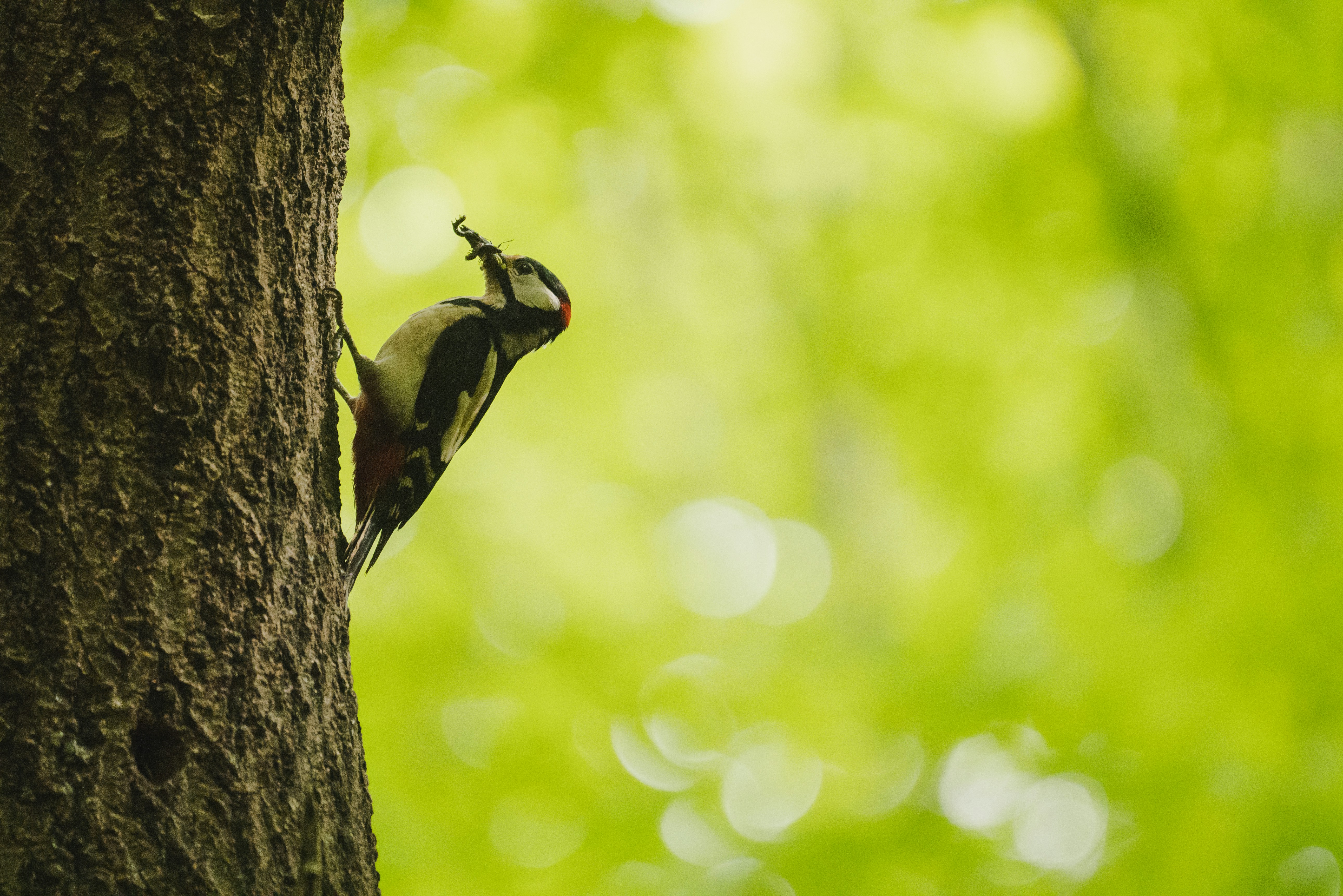 A woodpecker climbing up the side of a tree photo – Free Animal Image