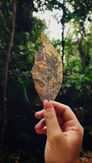 Hand holding a delicate fossilized leaf showcasing fine vein patterns.