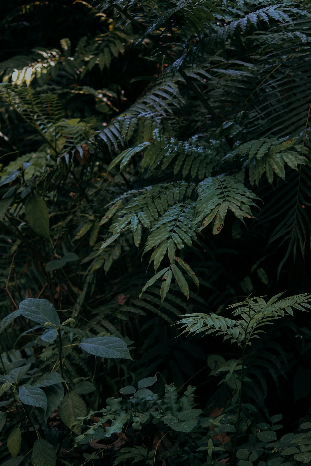 a bunch of plants that are in the grass