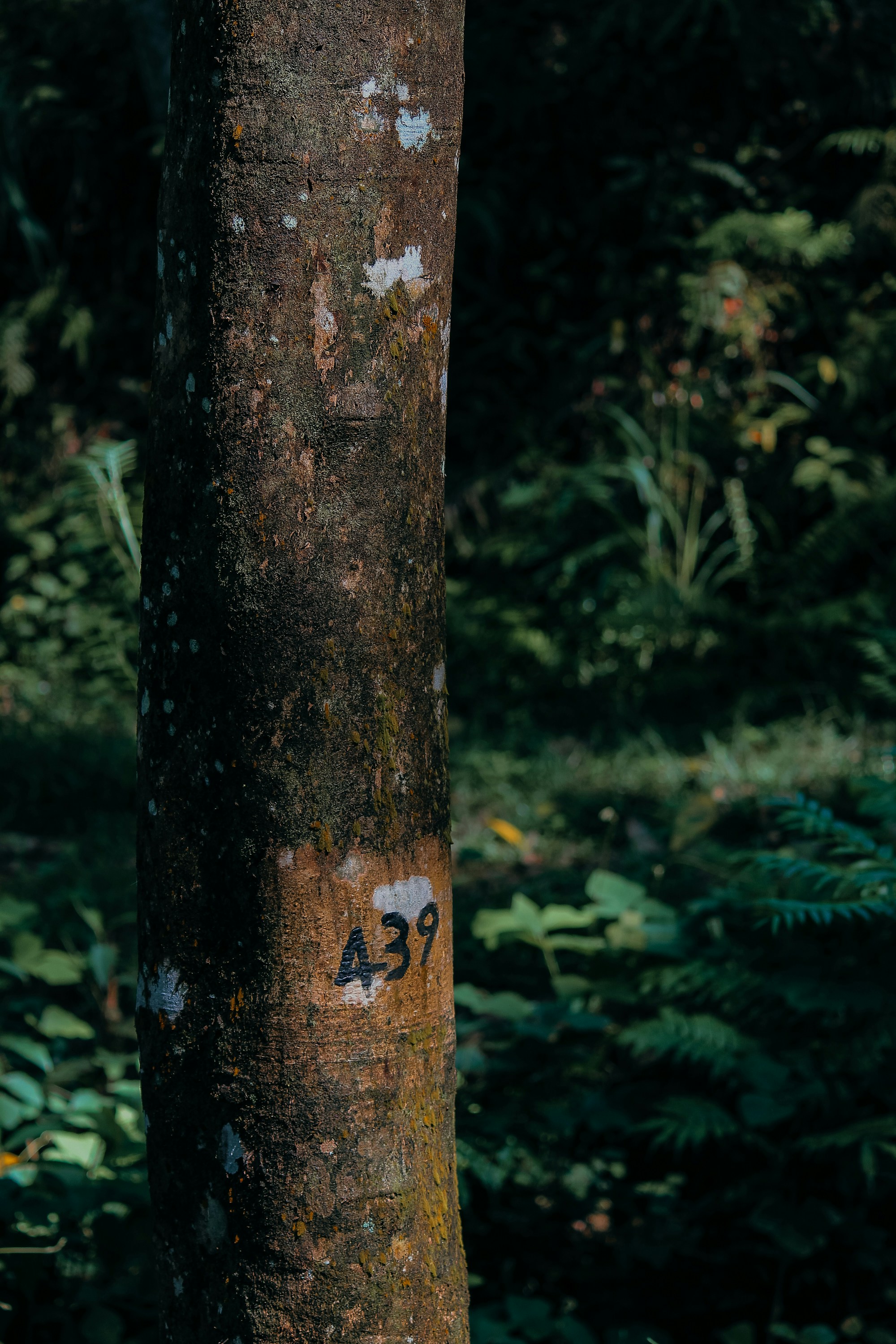 a close up of a tree with graffiti on it